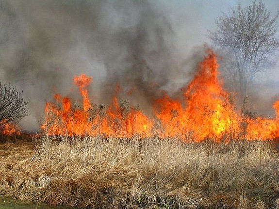 Na zdjęciu widać palącą się suchą trawę na łące